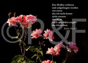 Rose vor dunklem Grund-Seite001